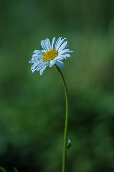 Vertical Shot Single Daisy Isolated Green Background — Stockfoto