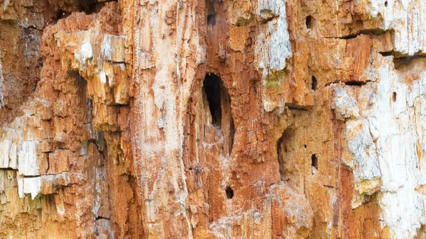 Brown Tree Woodpecker Hole — 图库照片