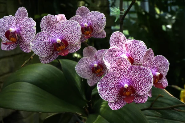 Крупный План Филиппинской Земли Цветы Орхидеи Ботаническом Саду — стоковое фото