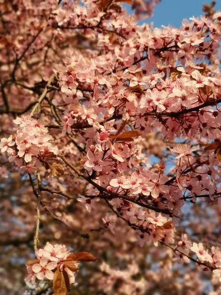 Вертикальный Кадр Розовых Цветов Ветвях Деревьев — стоковое фото