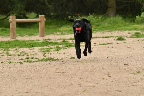 Funny Black Labrador Retriever Running Touching Ground Red Ball Mouth — Foto Stock