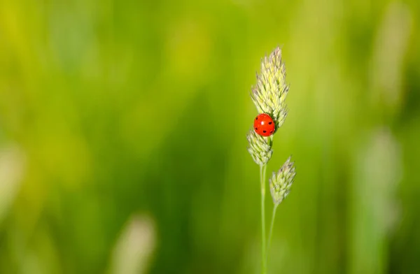 Telfs Austria May 2020 Ladybug Meadow Spring — Zdjęcie stockowe