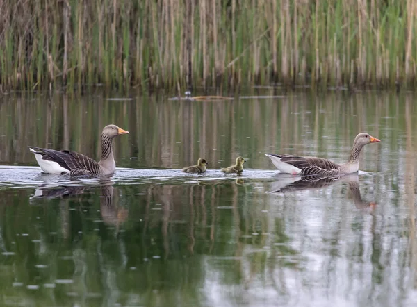 Family Canada Geese Parents Chicks Swimming Peacefully Lake Sunny Day — 图库照片