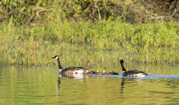 Closeup Shot Ducks Family Lake — Stockfoto