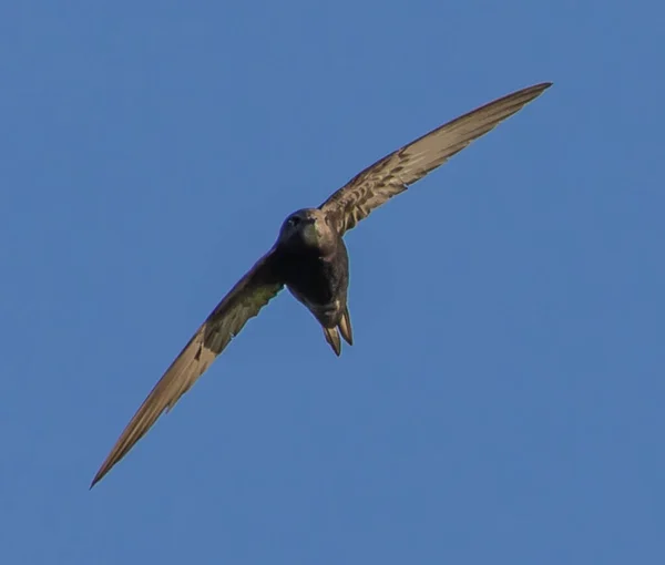 Common Swift Bird Flight Spread Wings Clear Blue Sky Sunny — Stockfoto