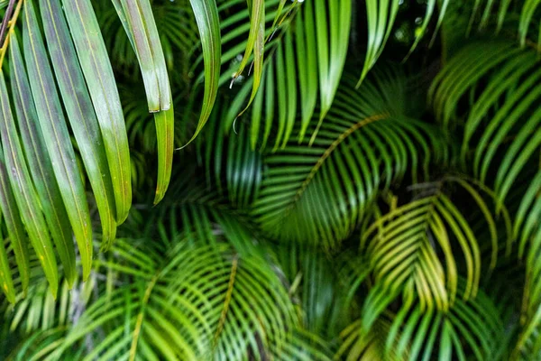 Horizontal Background Green Palm Tree Leaves — Zdjęcie stockowe