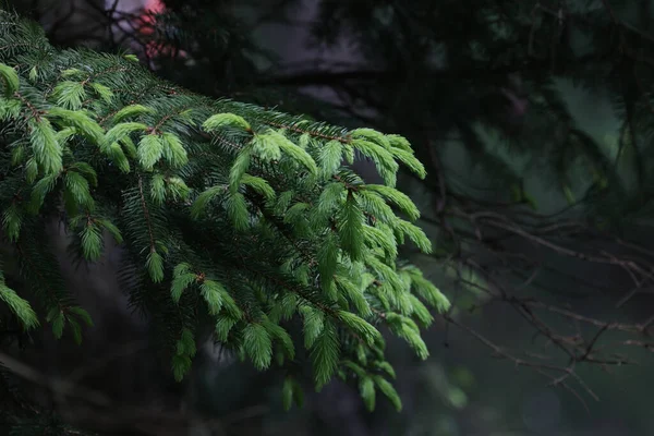 Closeup Branch Young Fir Tree Dark Gloomy Forest — Stock Photo, Image