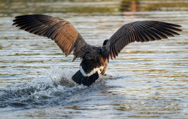 Flying Wild Ducks Lake — Fotografia de Stock
