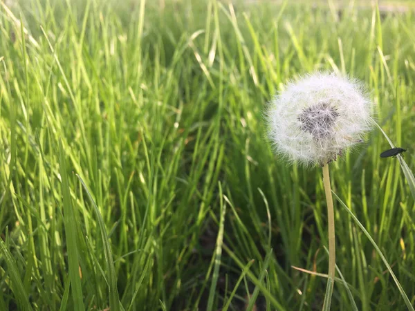 Closeup Shot Dandelion Green Field — Stok fotoğraf