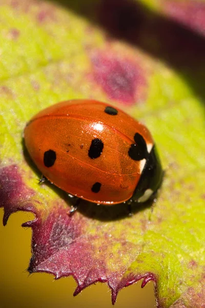 Macro Shot Seven Spot Red Ladybug Leaf — Foto de Stock