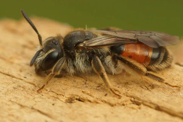 Closeup Shot Grey Gastered Mining Bee Andrena Tibialis Piece Wood — 图库照片