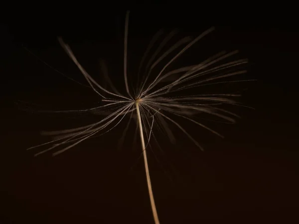 Dandelion Seed Isolated Black Background — Foto Stock