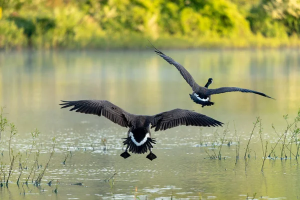 Flying Wild Ducks — Zdjęcie stockowe