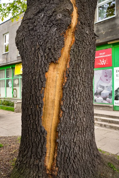 Laziska Gorne Poland May 2021 Scar Bark Tree Struck Lightning — Stock Photo, Image