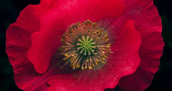 Macro Shot Poppy Bloom — 스톡 사진