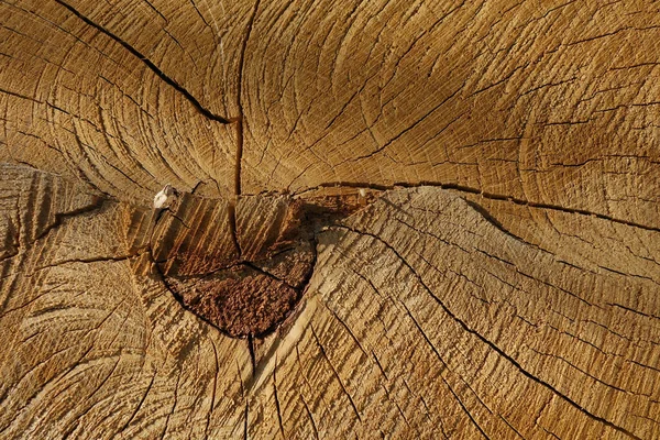 Closeup Shot Dry Tree Trunk Wood Textures — 스톡 사진