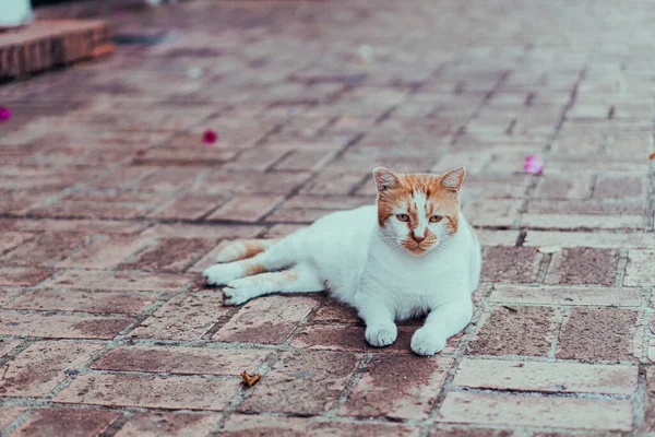 Cute White Brown Cat Sad Eyes Adorable Paws Lying Sidewalk — Fotografia de Stock