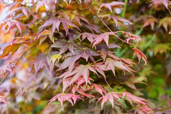 Closeup Shot Growing Japanese Maple — Foto Stock