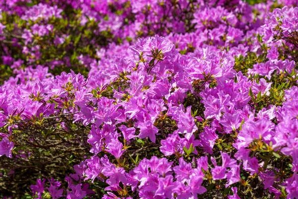 Closeup Shot Blooming Purple Rhododendrons — Stok fotoğraf