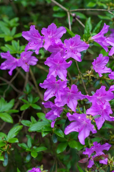 Vertical Shot Blooming Purple Rhododendrons — 스톡 사진