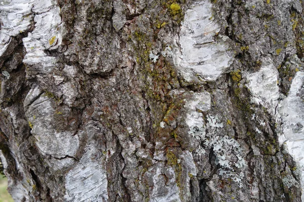 Tiro Close Uma Casca Árvore Intemperizada — Fotografia de Stock