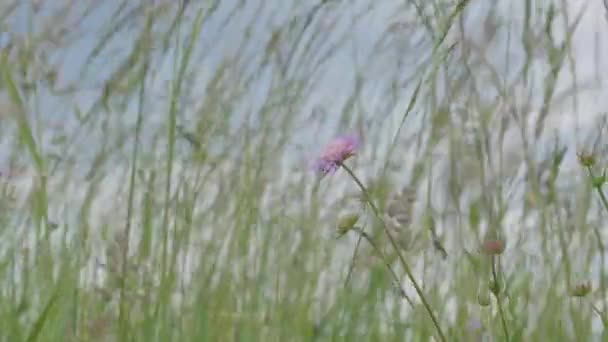 Beautiful Flowers Growing Garden Summer Sunny Day — Stock Video