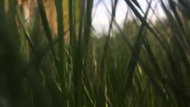 Green Grass Growing Garden Summer Sunny Day — Vídeos de Stock