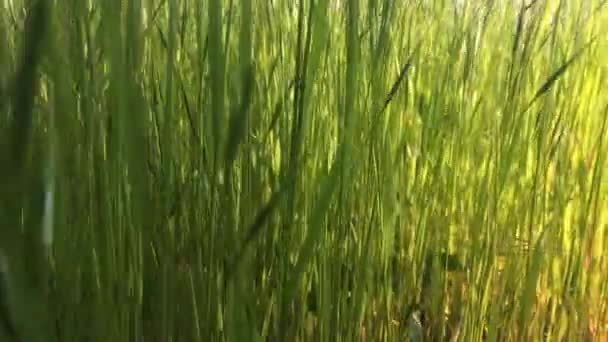 Green Grass Growing Garden Summer Sunny Day — Vídeo de Stock