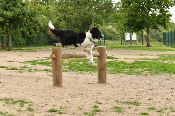 Hübscher Border Collie Hund Springt Über Ein Hindernis Einem Unangeleinten — Stockfoto