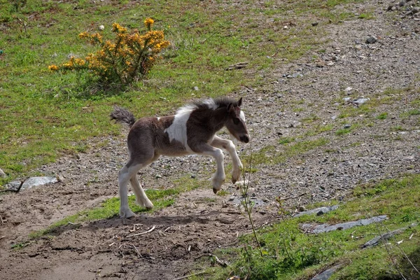 Cute Skewbald Irish Cob Tinker Foal Prancing Happily Field — 스톡 사진