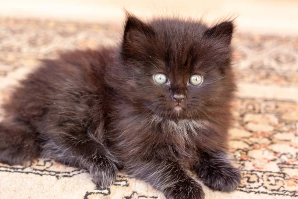 Small Black American Breed Show Cat Called York Chocolate Lying — Zdjęcie stockowe