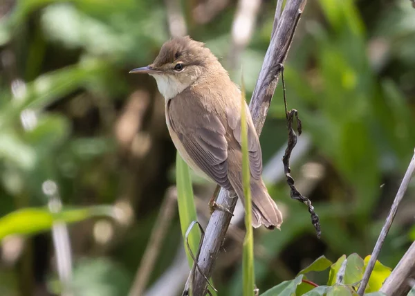 Closeup Common Nightingale Bird Standing Narrow Tree Branch Sunny Garden — Zdjęcie stockowe