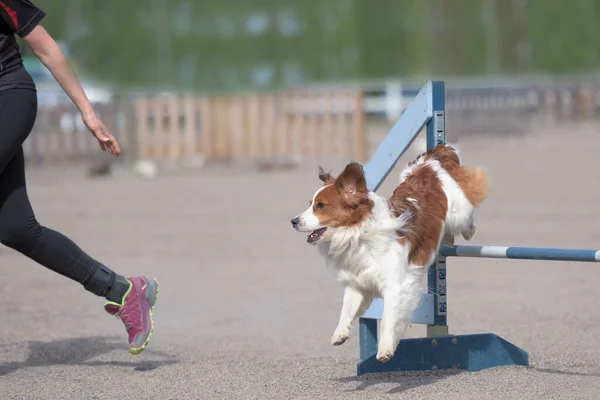 Closeup View Cute Dog Jumping Metal Fences While Training Sunny — Foto Stock