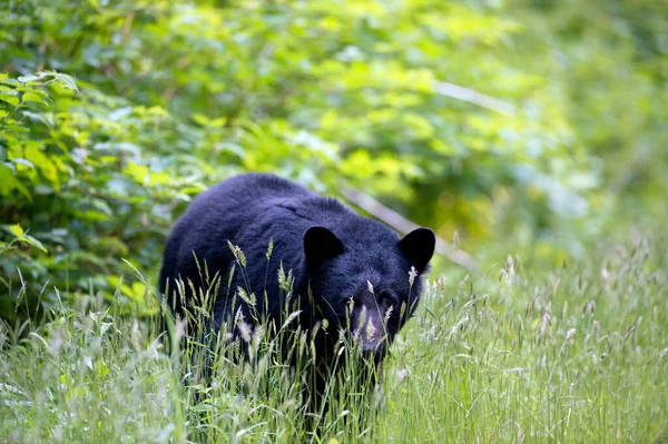 Крупный План Черного Медведя Возле Телеграфной Бухты Острове Ванкувер Канаде — стоковое фото