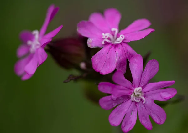 Closeup Group Vibrant Pink Catchfly Flowers Dewdrops Them Sunny Garden — Φωτογραφία Αρχείου