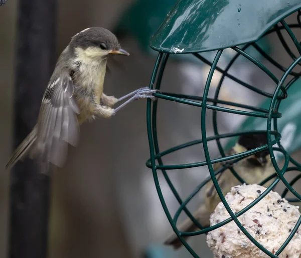 Closeup Small Bird Grabbing Metal Wires Birdfeeder Garden — Fotografia de Stock