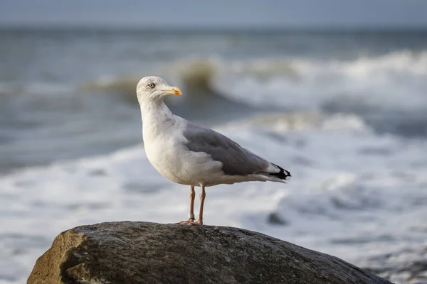 Selective Focus Shot Seagull Perched Stone — Fotografia de Stock