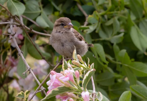 Closeup Cute Sparrow Standing Thin Twig Sunny Garden Delicate Pink — Stockfoto