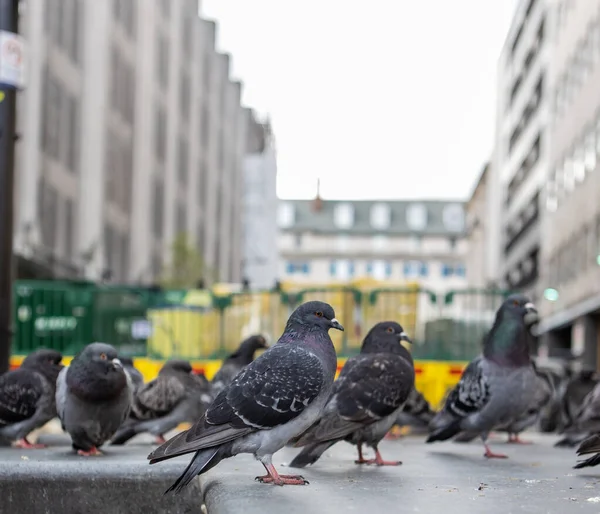 Closeup Flock Pigeons Streets Tall Buildings City — Stockfoto