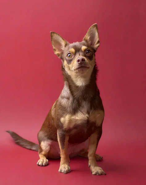 Eine Vertikale Aufnahme Eines Niedlichen Hundes Auf Rotem Hintergrund — Stockfoto
