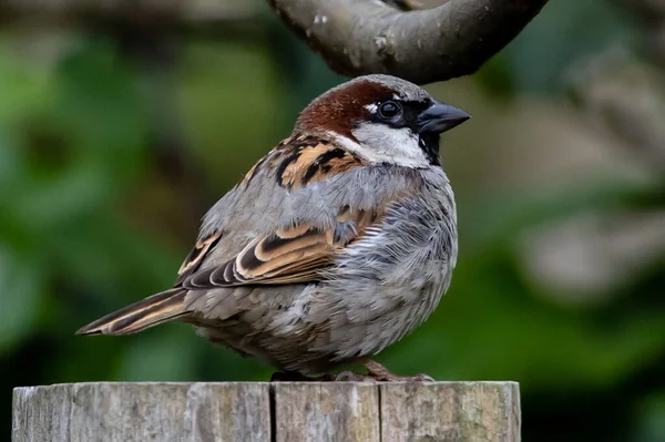 Closeup Fat Sparrow Standing Piece Wood Sunny Garden Blurred Background — Stock Fotó