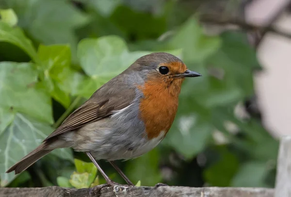 Closeup Cute Little European Robin Sunny Garden Leaves Background — Fotografia de Stock