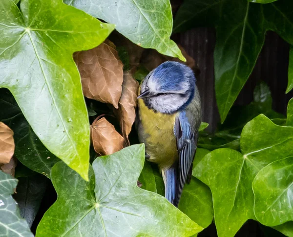 Closeup European Blue Tit Bird Peeking Big Green Leaves Sunny — Stock Fotó