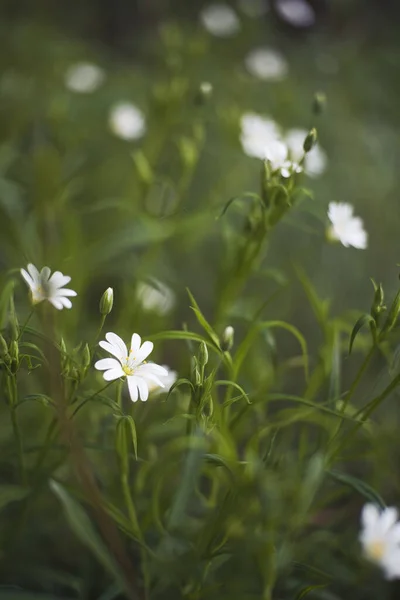 Selective Focus White Wildlflowers Blooming Field — Stockfoto