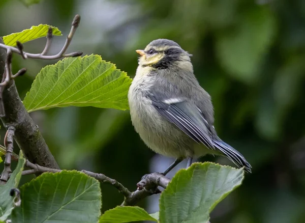 Cute Warbler Standing Branch Sunny Garden Leaves — Photo
