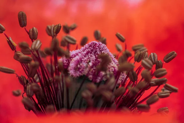 Macro Shot Poppy Bloom — 스톡 사진