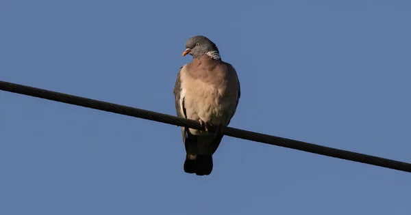 Wide Low Angle Shot Pigeon Standing Cord Looking Aside Clear — Φωτογραφία Αρχείου