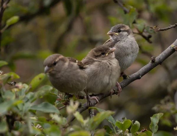 Thin Branch Woods Triplet Gray Brown Warblers Perched — 图库照片