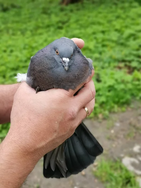 Vertical Shot Person Holding Pigeon — Stok fotoğraf