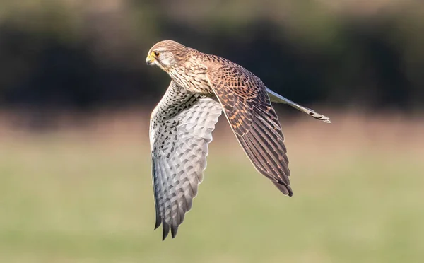 Peregrine Falcon Soaring Air Field Sunny Day Blurred Background — Fotografia de Stock